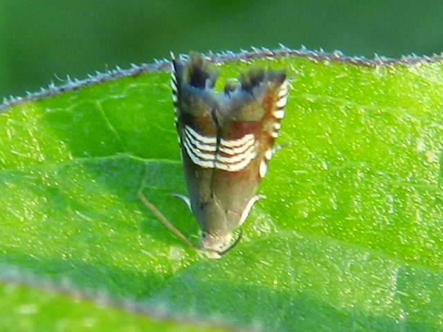 ID micro farfalla